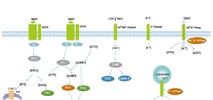 Membrane Transporter/Ion Channel